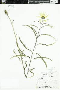 Helianthus maximiliani image