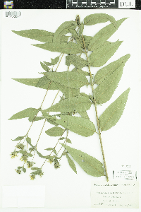 Image of Helianthus microcephalus
