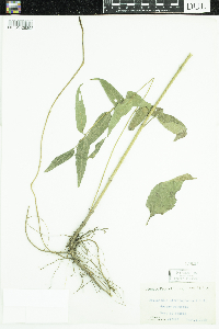 Helianthus microcephalus image