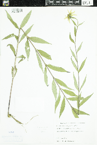 Helianthus pauciflorus subsp. pauciflorus image