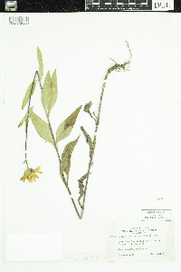 Helianthus pauciflorus subsp. pauciflorus image