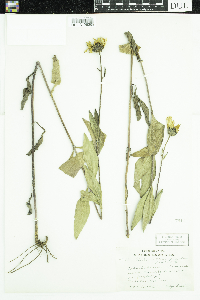 Helianthus pauciflorus subsp. pauciflorus image