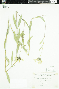 Helianthus pauciflorus image