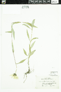 Helianthus pauciflorus subsp. pauciflorus image