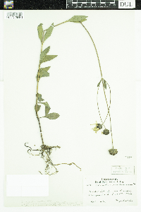 Helianthus pauciflorus subsp. subrhomboideus image