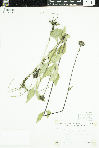Helianthus pauciflorus subsp. subrhomboideus image