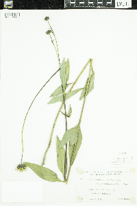 Helianthus pauciflorus subsp. subrhomboideus image