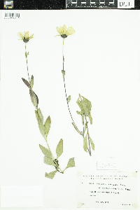 Helianthus pauciflorus subsp. subrhomboideus image