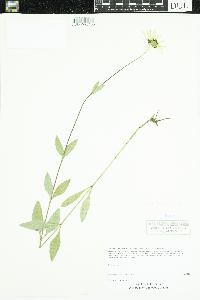Helianthus pauciflorus subsp. subrhomboideus image