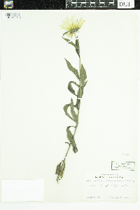 Helianthus maximiliani image