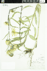 Helianthus maximiliani image