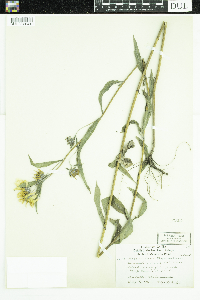 Helianthus maximiliani image