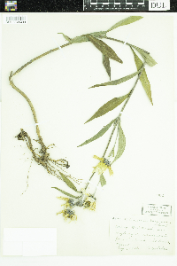 Helianthus maximiliani image