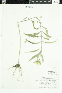 Helianthus maximiliani image