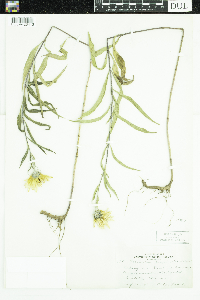 Helianthus maximiliani image