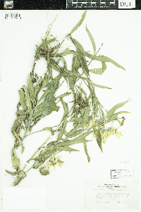 Helianthus maximiliani image