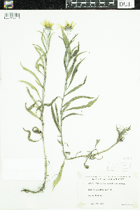 Helianthus maximiliani image