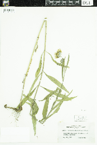 Helianthus maximiliani image