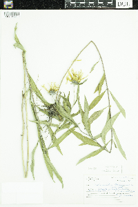 Helianthus maximiliani image