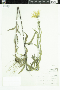 Helianthus maximiliani image