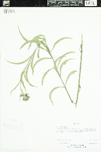 Helianthus maximiliani image