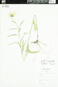 Helianthus maximiliani image