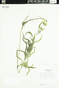 Helianthus maximiliani image