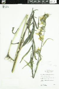 Helianthus maximiliani image