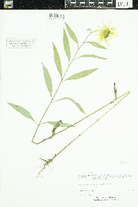 Helianthus maximiliani image