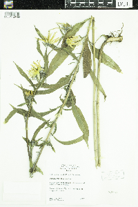 Helianthus maximiliani image