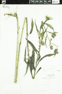 Helianthus maximiliani image