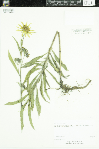 Helianthus maximiliani image
