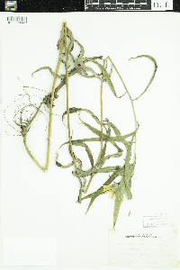 Helianthus maximiliani image