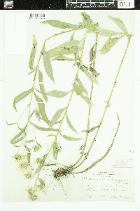 Helianthus maximiliani image