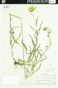 Helianthus maximiliani image