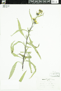 Helianthus maximiliani image