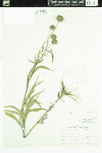 Helianthus maximiliani image