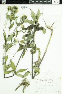 Helianthus giganteus image