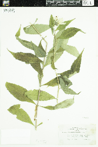 thumbnail image of current specimen