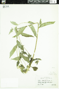 Thumbnail image of current specimen