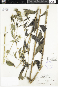 thumbnail image of current specimen
