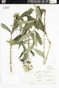 Thumbnail image of current specimen