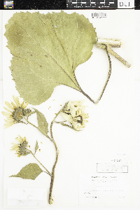 Helianthus annuus image