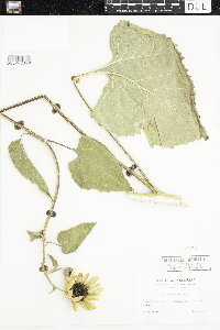 Helianthus annuus image