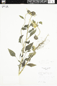 Helianthus annuus image