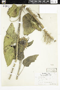 Helianthus annuus image