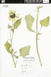 Helianthus annuus image