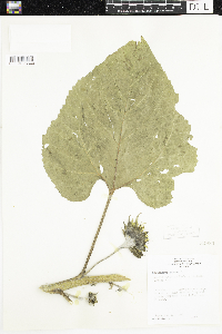 Helianthus annuus image