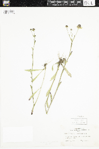 Helenium flexuosum image