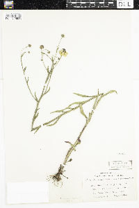 Helenium flexuosum image